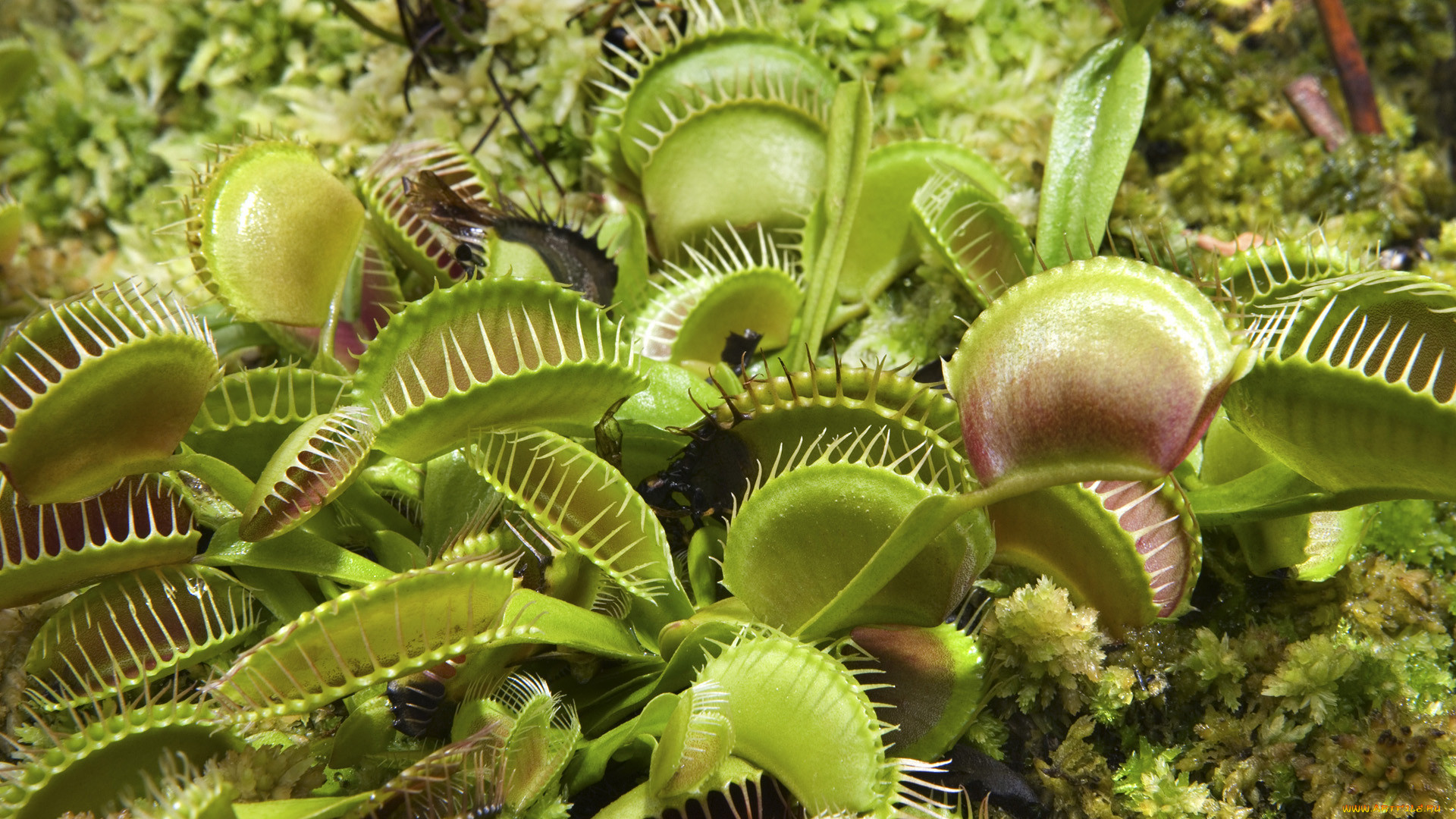 , , , venus, flytrap
